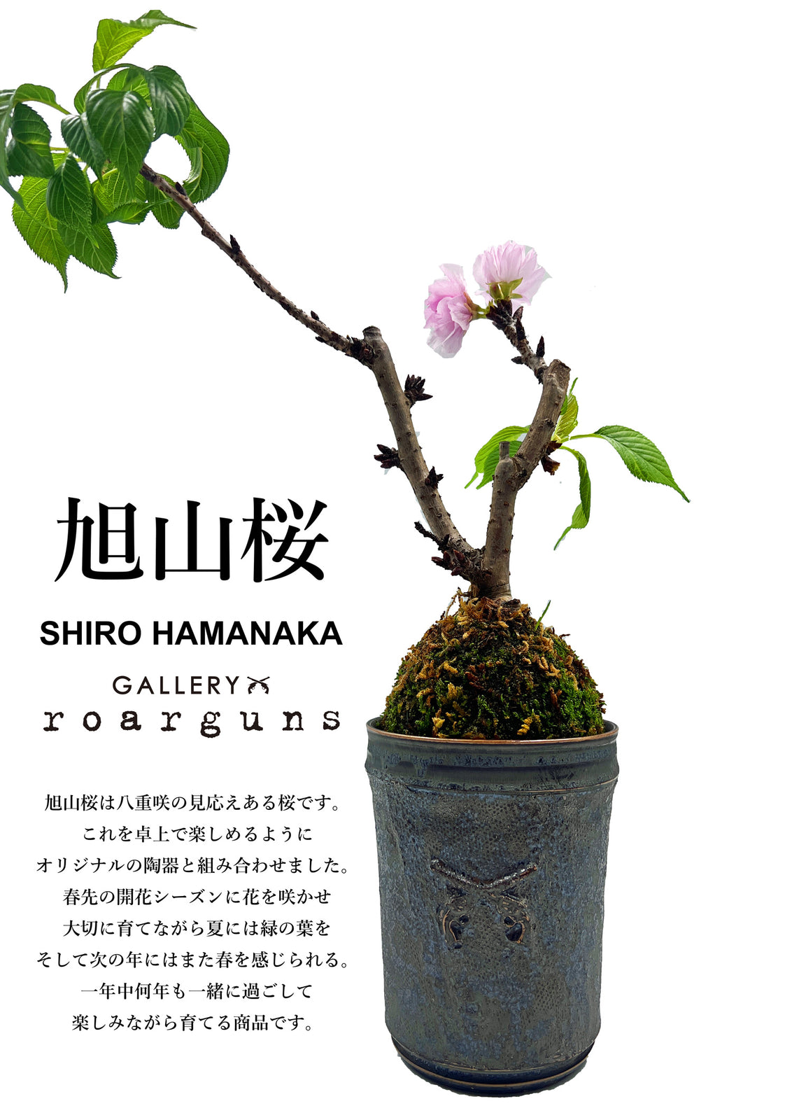 旭山桜 x SHIRO HAMANAKA x roarguns